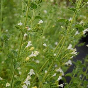 Calamintha nepeta 'White Cloud' ---